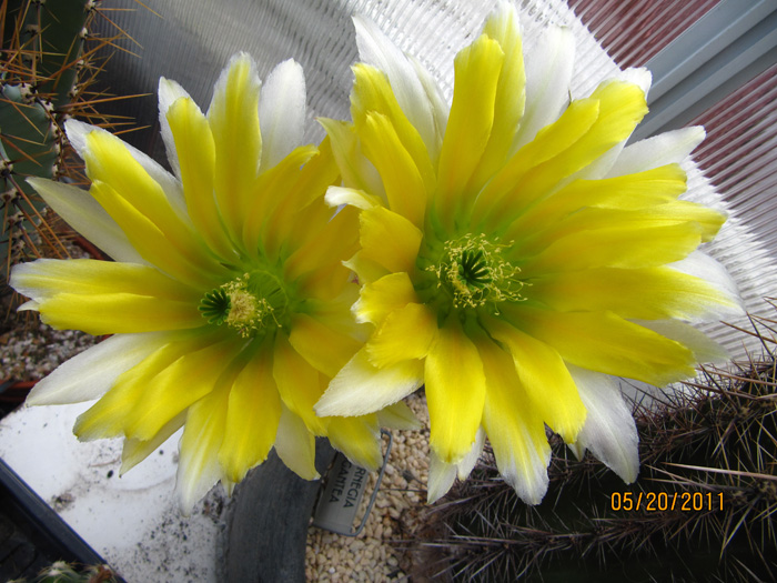 Echinocereus dasyacanthus in flower